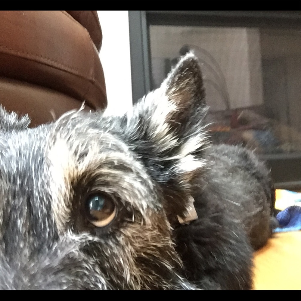 Meet your Posher, Audrey